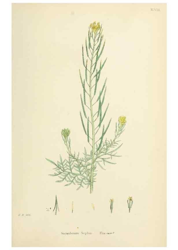 Reproducción/Reproduction 48717337722: English botany, or, Coloured figures of British plants /. London :R. Hardwicke,1863-1886.. 