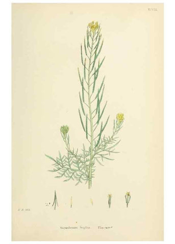 Reproducción/Reproduction 48717337722: English botany, or, Coloured figures of British plants /. London :R. Hardwicke,1863-1886.. 