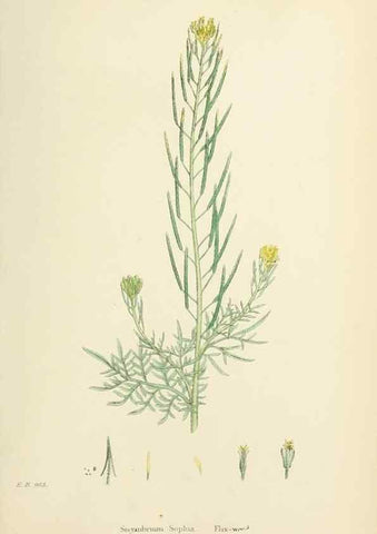Reproducción/Reproduction 48717337722: English botany, or, Coloured figures of British plants /. London :R. Hardwicke,1863-1886.. 