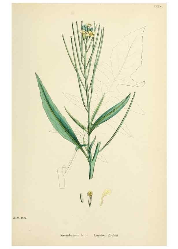 Reproducción/Reproduction 48717167131: English botany, or, Coloured figures of British plants /. London :R. Hardwicke,1863-1886.. 