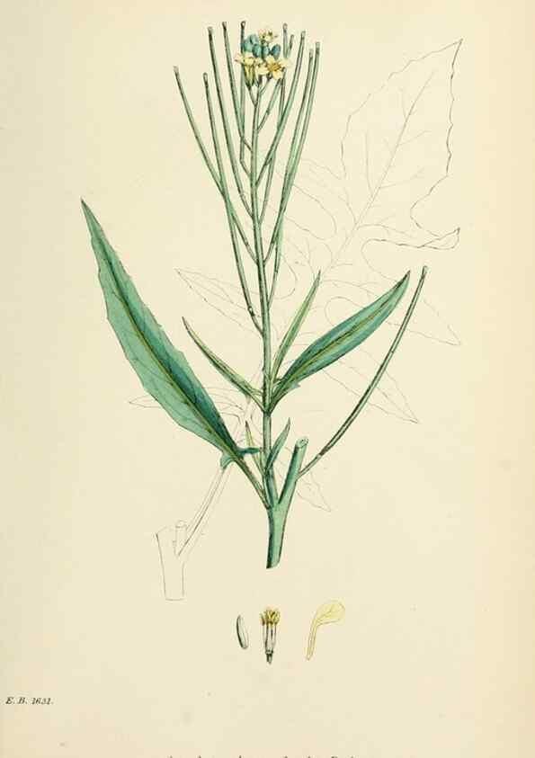 Reproducción/Reproduction 48717167131: English botany, or, Coloured figures of British plants /. London :R. Hardwicke,1863-1886.. 