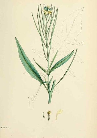 Reproducción/Reproduction 48717167131: English botany, or, Coloured figures of British plants /. London :R. Hardwicke,1863-1886.. 