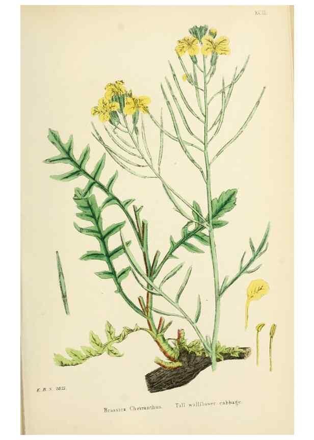 Reproducción/Reproduction 48717164766: English botany, or, Coloured figures of British plants /. London :R. Hardwicke,1863-1886.. 