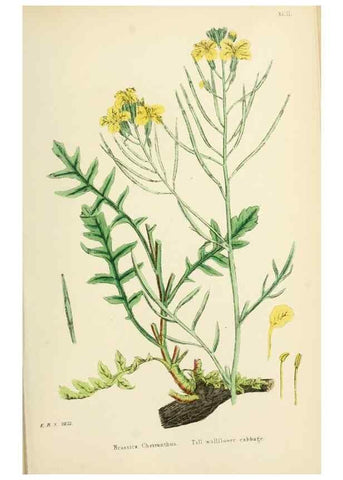Reproducción/Reproduction 48717164766: English botany, or, Coloured figures of British plants /. London :R. Hardwicke,1863-1886.. 