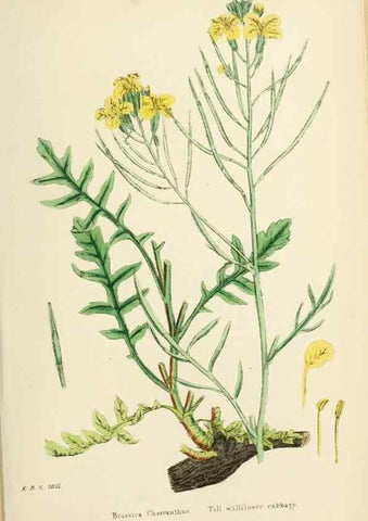 Reproducción/Reproduction 48717164766: English botany, or, Coloured figures of British plants /. London :R. Hardwicke,1863-1886.. 