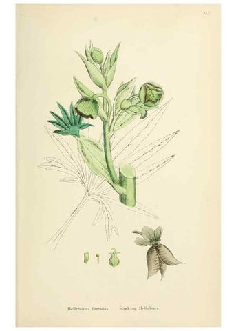 Reproducción/Reproduction 48717319227: English botany, or, Coloured figures of British plants /. London :R. Hardwicke,1863-1886.. 