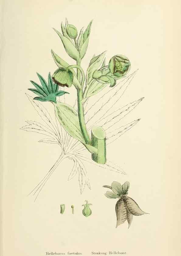 Reproducción/Reproduction 48717319227: English botany, or, Coloured figures of British plants /. London :R. Hardwicke,1863-1886.. 