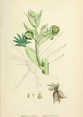 Reproducción/Reproduction 48717319227: English botany, or, Coloured figures of British plants /. London :R. Hardwicke,1863-1886.. 