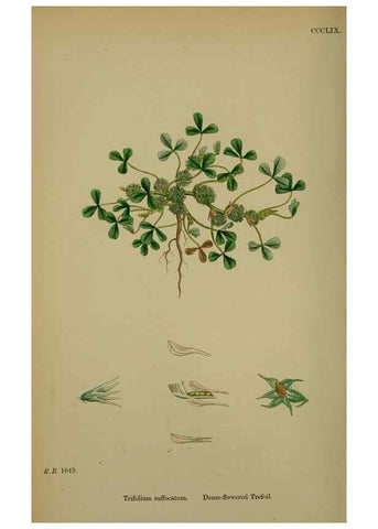 Reproducción/Reproduction 48716916513: English botany, or, Coloured figures of British plants /. London :R. Hardwicke,1863-1886.. 