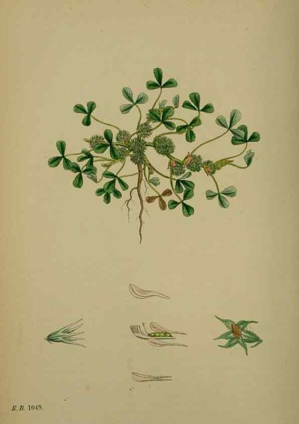 Reproducción/Reproduction 48716916513: English botany, or, Coloured figures of British plants /. London :R. Hardwicke,1863-1886.. 