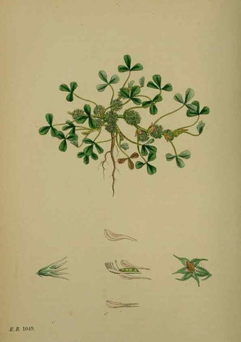 Reproducción/Reproduction 48716916513: English botany, or, Coloured figures of British plants /. London :R. Hardwicke,1863-1886.. 