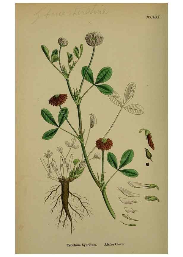 Reproducción/Reproduction 48717254261: English botany, or, Coloured figures of British plants /. London :R. Hardwicke,1863-1886.. 
