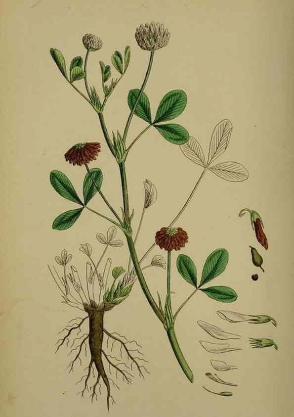 Reproducción/Reproduction 48717254261: English botany, or, Coloured figures of British plants /. London :R. Hardwicke,1863-1886.. 