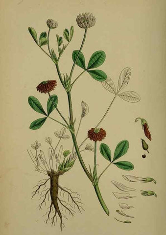 Reproducción/Reproduction 48717254261: English botany, or, Coloured figures of British plants /. London :R. Hardwicke,1863-1886.. 