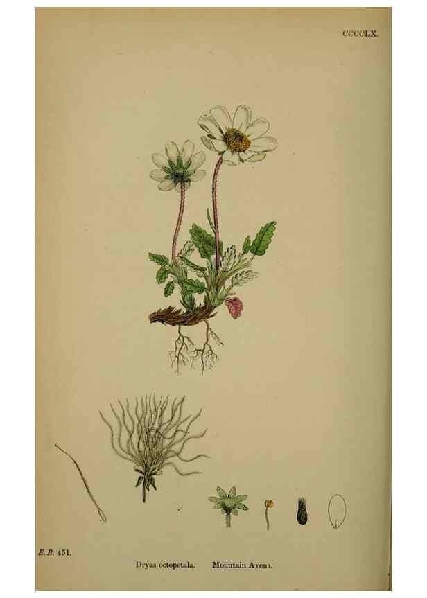 Reproducción/Reproduction 48716949748: English botany, or, Coloured figures of British plants /. London :R. Hardwicke,1863-1886.. 