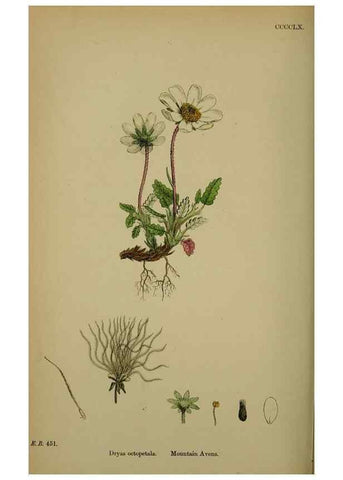Reproducción/Reproduction 48716949748: English botany, or, Coloured figures of British plants /. London :R. Hardwicke,1863-1886.. 