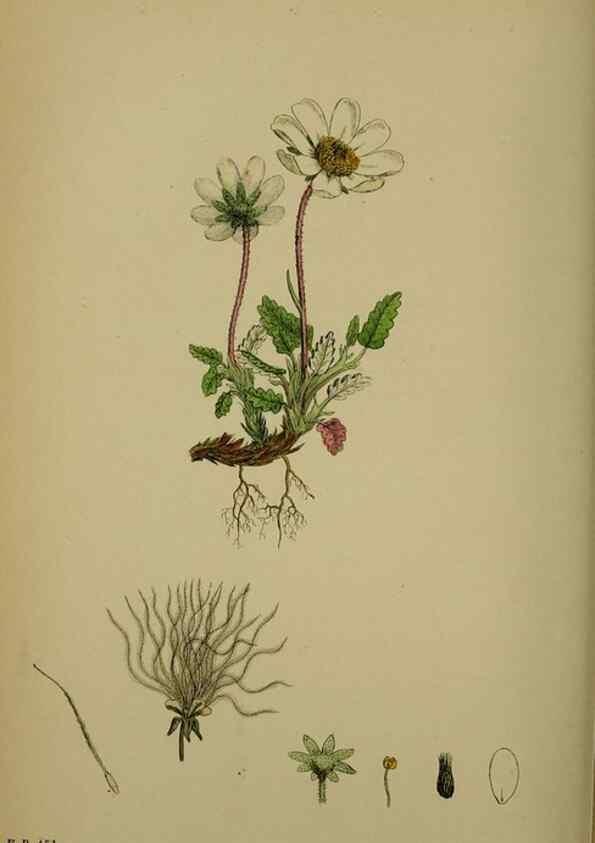 Reproducción/Reproduction 48716949748: English botany, or, Coloured figures of British plants /. London :R. Hardwicke,1863-1886.. 