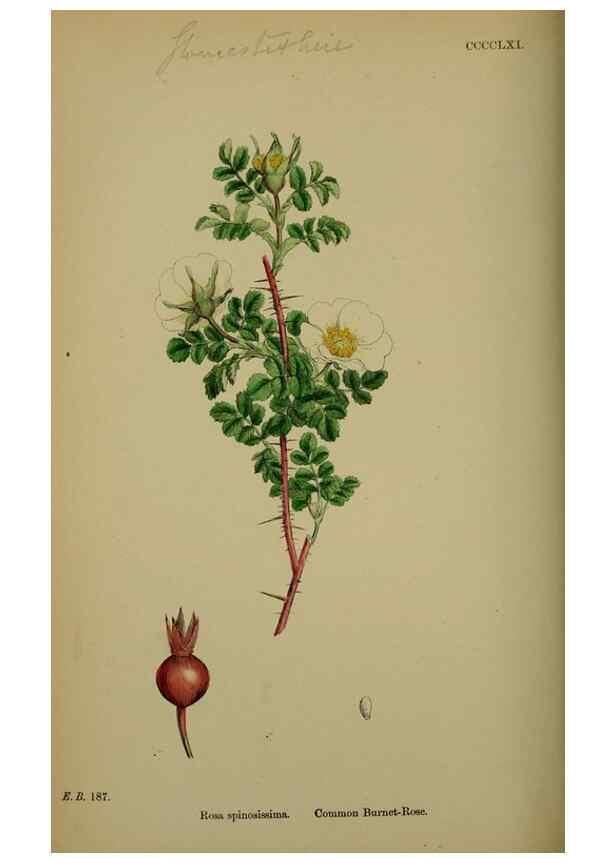 Reproducción/Reproduction 48717457002: English botany, or, Coloured figures of British plants /. London :R. Hardwicke,1863-1886.. 