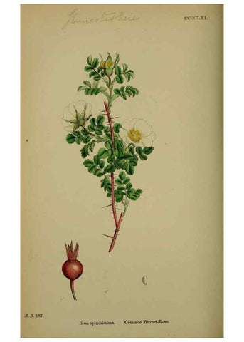 Reproducción/Reproduction 48717457002: English botany, or, Coloured figures of British plants /. London :R. Hardwicke,1863-1886.. 