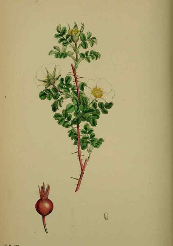 Reproducción/Reproduction 48717457002: English botany, or, Coloured figures of British plants /. London :R. Hardwicke,1863-1886.. 