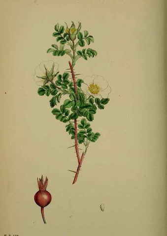 Reproducción/Reproduction 48717457002: English botany, or, Coloured figures of British plants /. London :R. Hardwicke,1863-1886.. 
