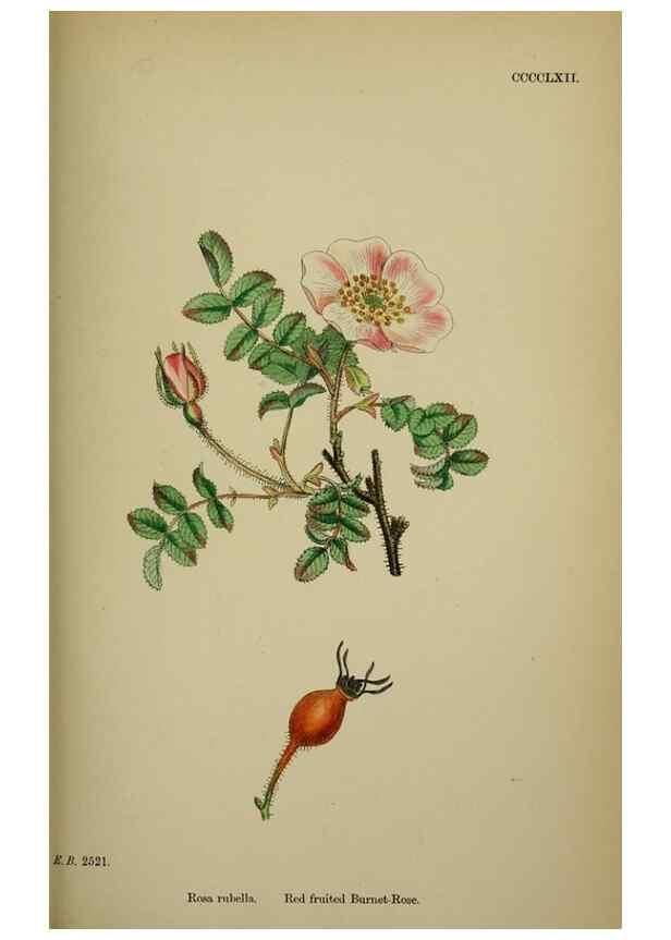 Reproducción/Reproduction 48717287556: English botany, or, Coloured figures of British plants /. London :R. Hardwicke,1863-1886.. 