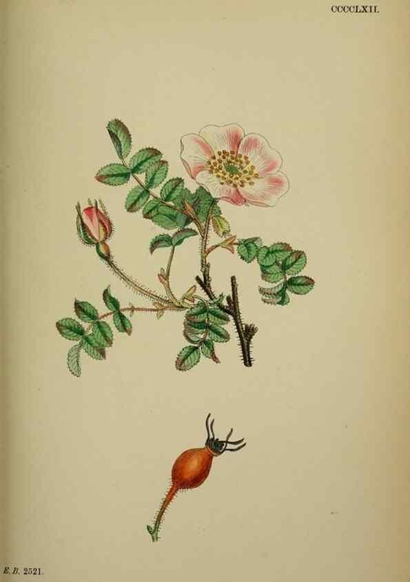 Reproducción/Reproduction 48717287556: English botany, or, Coloured figures of British plants /. London :R. Hardwicke,1863-1886.. 