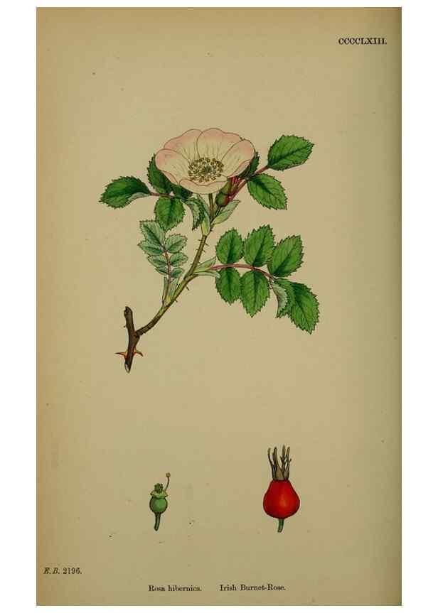 Reproducción/Reproduction 48717457587: English botany, or, Coloured figures of British plants /. London :R. Hardwicke,1863-1886.. 