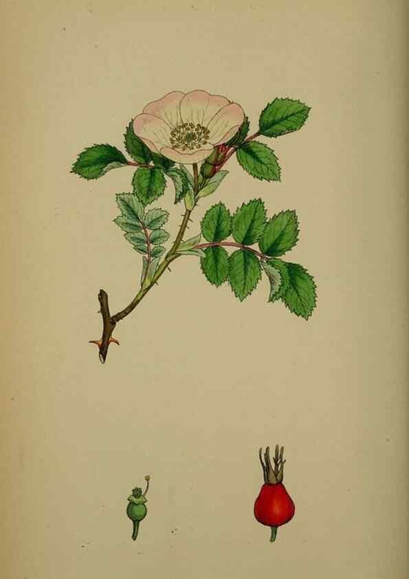 Reproducción/Reproduction 48717457587: English botany, or, Coloured figures of British plants /. London :R. Hardwicke,1863-1886.. 