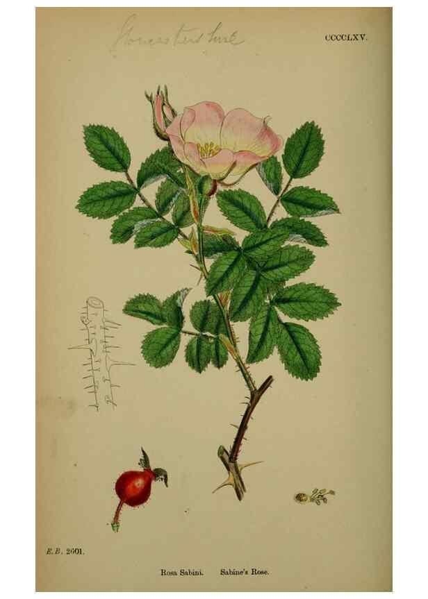 Reproducción/Reproduction 48717288681: English botany, or, Coloured figures of British plants /. London :R. Hardwicke,1863-1886.. 
