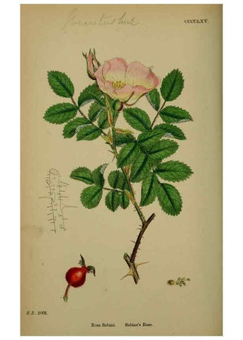 Reproducción/Reproduction 48717288681: English botany, or, Coloured figures of British plants /. London :R. Hardwicke,1863-1886.. 
