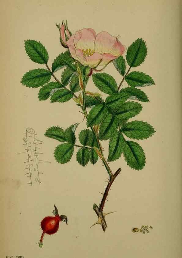 Reproducción/Reproduction 48717288681: English botany, or, Coloured figures of British plants /. London :R. Hardwicke,1863-1886.. 