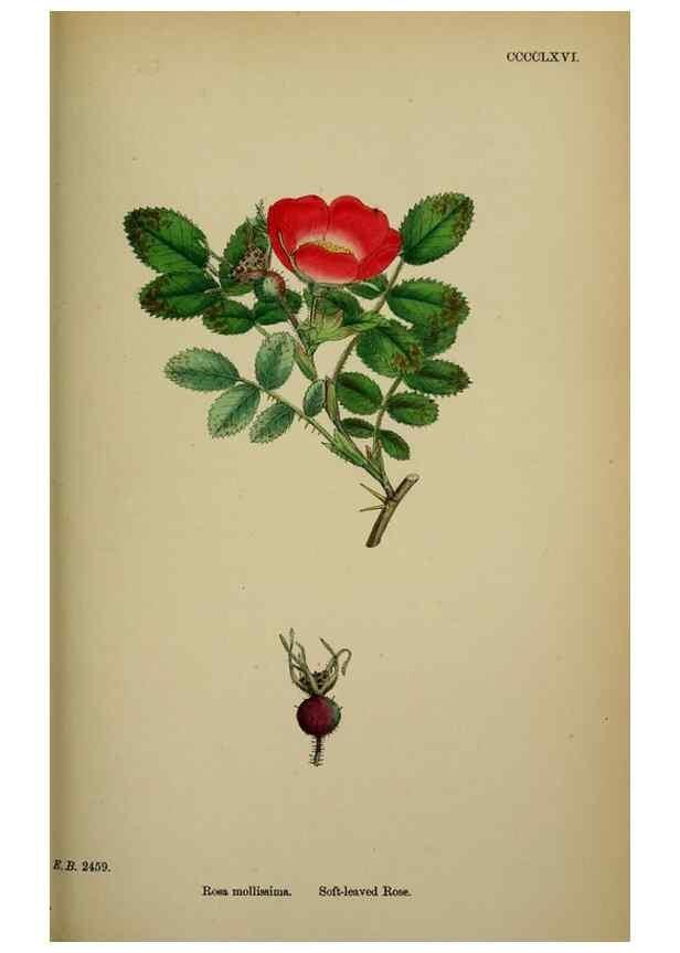 Reproducción/Reproduction 48717288981: English botany, or, Coloured figures of British plants /. London :R. Hardwicke,1863-1886.. 