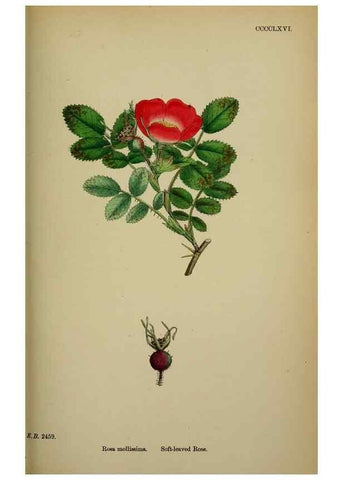 Reproducción/Reproduction 48717288981: English botany, or, Coloured figures of British plants /. London :R. Hardwicke,1863-1886.. 