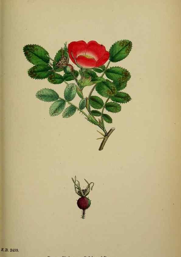 Reproducción/Reproduction 48717288981: English botany, or, Coloured figures of British plants /. London :R. Hardwicke,1863-1886.. 