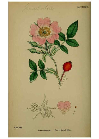 Reproducción/Reproduction 48717459022: English botany, or, Coloured figures of British plants /. London :R. Hardwicke,1863-1886.. 