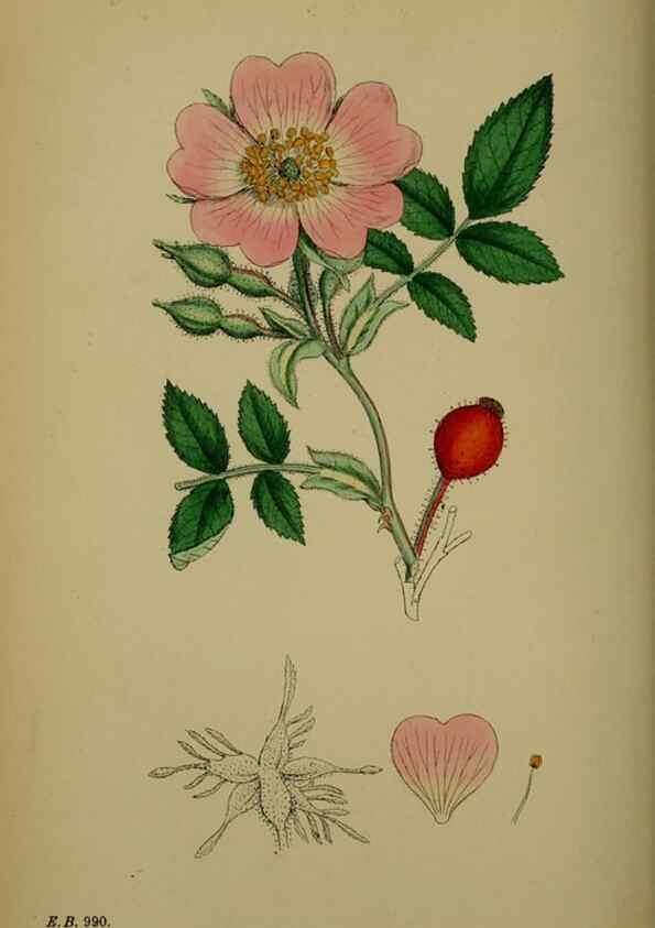 Reproducción/Reproduction 48717459022: English botany, or, Coloured figures of British plants /. London :R. Hardwicke,1863-1886.. 