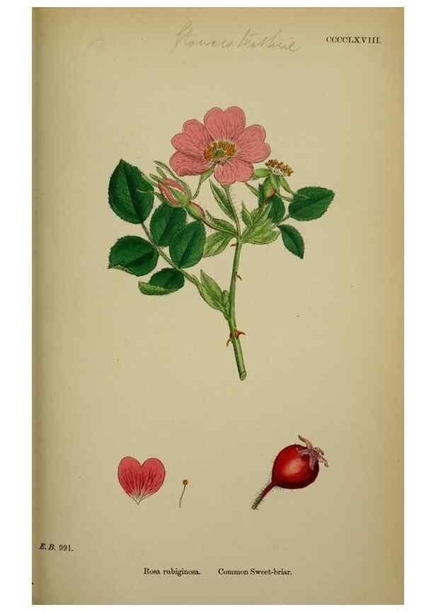 Reproducción/Reproduction 48717289681: English botany, or, Coloured figures of British plants /. London :R. Hardwicke,1863-1886.. 