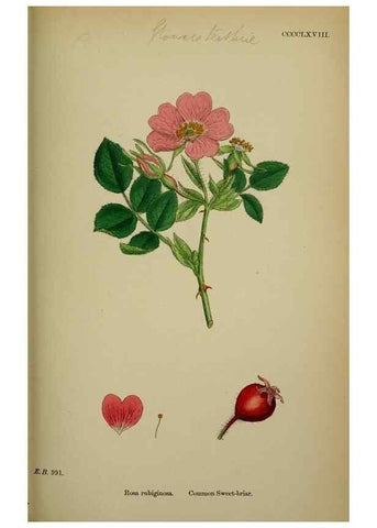 Reproducción/Reproduction 48717289681: English botany, or, Coloured figures of British plants /. London :R. Hardwicke,1863-1886.. 
