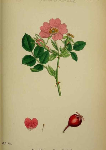 Reproducción/Reproduction 48717289681: English botany, or, Coloured figures of British plants /. London :R. Hardwicke,1863-1886.. 