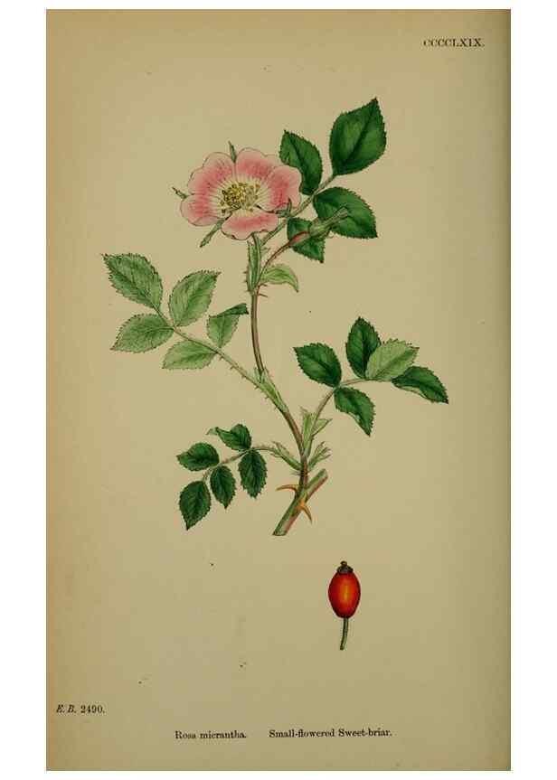 Reproducción/Reproduction 48717459727: English botany, or, Coloured figures of British plants /. London :R. Hardwicke,1863-1886.. 