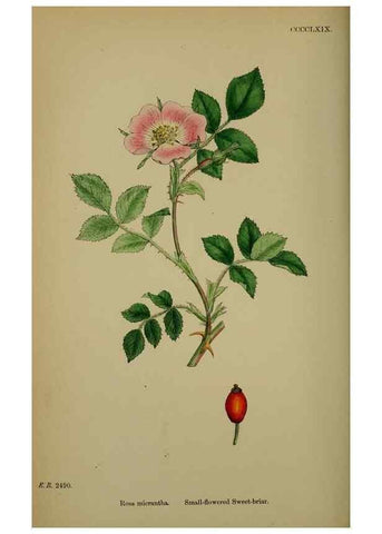 Reproducción/Reproduction 48717459727: English botany, or, Coloured figures of British plants /. London :R. Hardwicke,1863-1886.. 