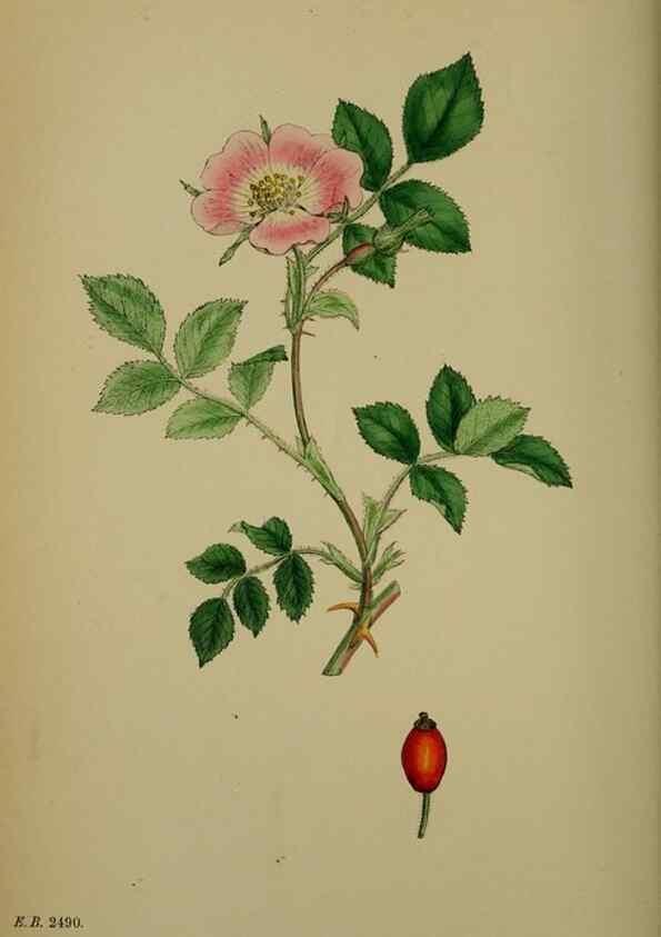 Reproducción/Reproduction 48717459727: English botany, or, Coloured figures of British plants /. London :R. Hardwicke,1863-1886.. 