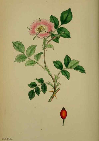 Reproducción/Reproduction 48717459727: English botany, or, Coloured figures of British plants /. London :R. Hardwicke,1863-1886.. 