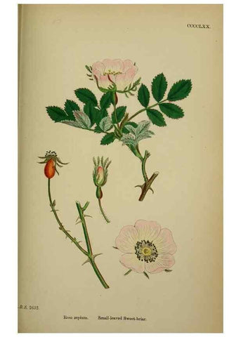 Reproducción/Reproduction 48717460002: English botany, or, Coloured figures of British plants /. London :R. Hardwicke,1863-1886.. 