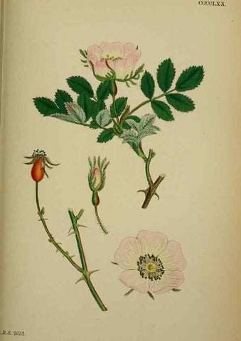 Reproducción/Reproduction 48717460002: English botany, or, Coloured figures of British plants /. London :R. Hardwicke,1863-1886.. 