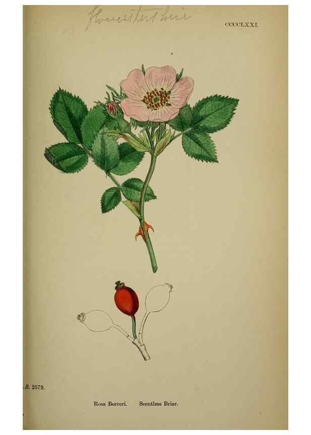 Reproducción/Reproduction 48716953298: English botany, or, Coloured figures of British plants /. London :R. Hardwicke,1863-1886.. 