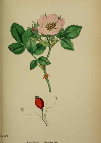 Reproducción/Reproduction 48716953298: English botany, or, Coloured figures of British plants /. London :R. Hardwicke,1863-1886.. 
