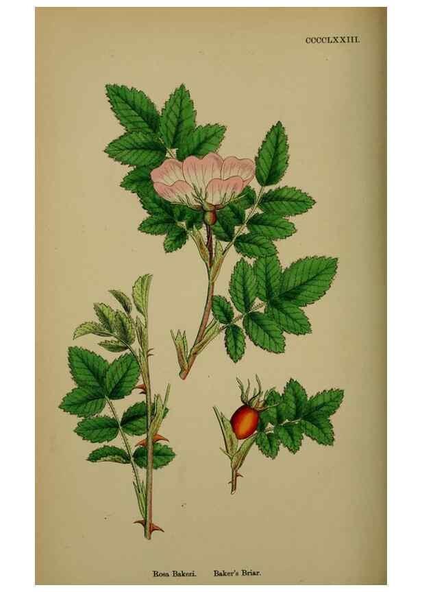 Reproducción/Reproduction 48717291046: English botany, or, Coloured figures of British plants /. London :R. Hardwicke,1863-1886.. 