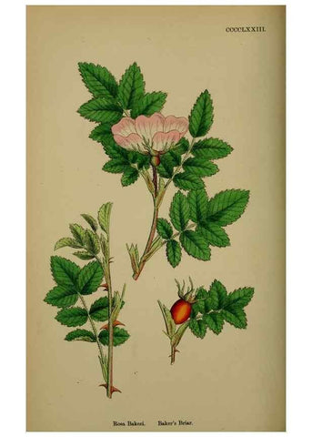 Reproducción/Reproduction 48717291046: English botany, or, Coloured figures of British plants /. London :R. Hardwicke,1863-1886.. 